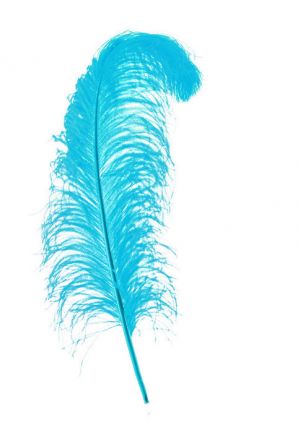 Pictures of feathers - Luscious blog - feathers - live lusciously.jpg